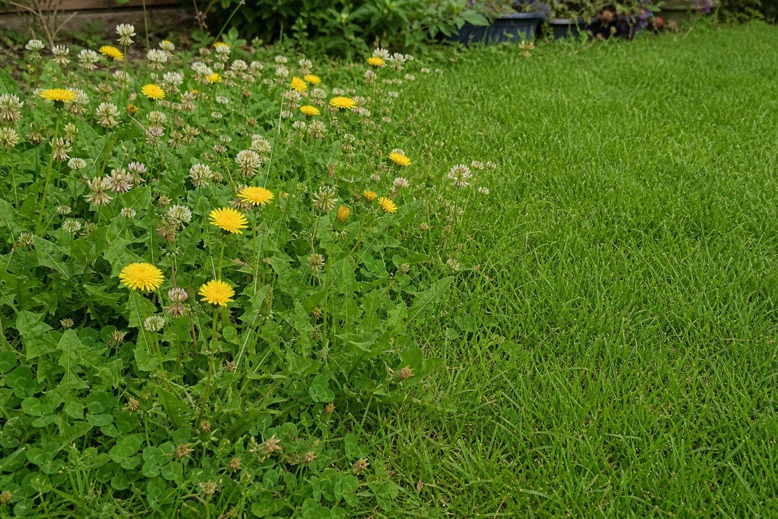 Dandelions and clover growing at the edge of a green lawn